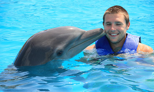 Image for Swim With Dolphins