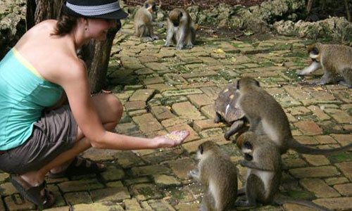 Image for Feed Monkeys